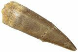 Fossil Plesiosaur (Zarafasaura) Tooth - Morocco #298306-1